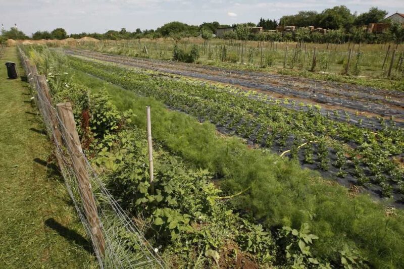 L&rsquo;agriculture francilienne au service de la neutralité carbone